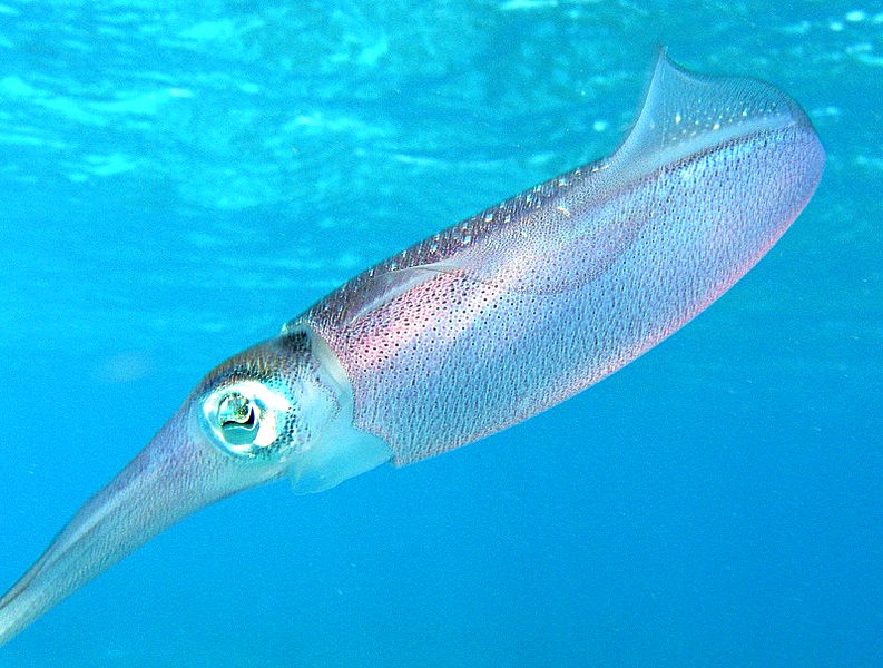 旨みも食感もイカの王様アオリイカは 賢く好戦的で希少な高級食材