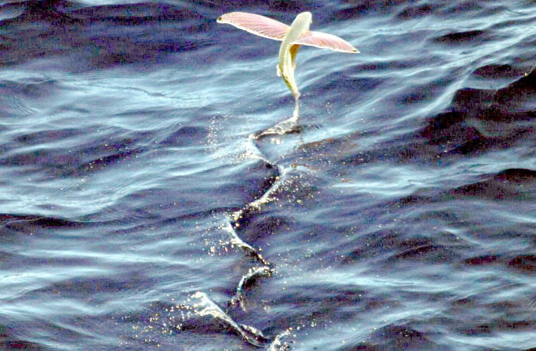 海面スレスレを数百メートルも滑空するトビウオは 夏に旨い青魚
